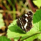 Landkärtchenfalter in der Sommerform