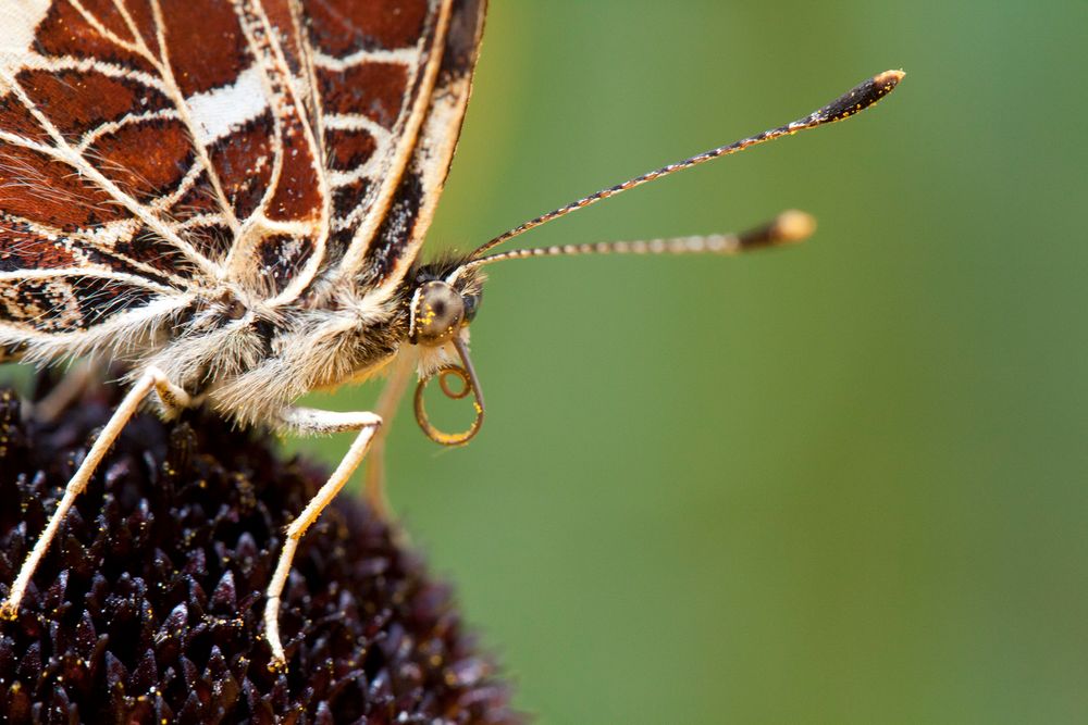 Landkärtchenportrait (Sommerform)