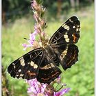 Landkärtchenschmetterling