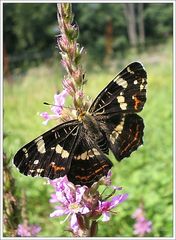 Landkärtchenschmetterling