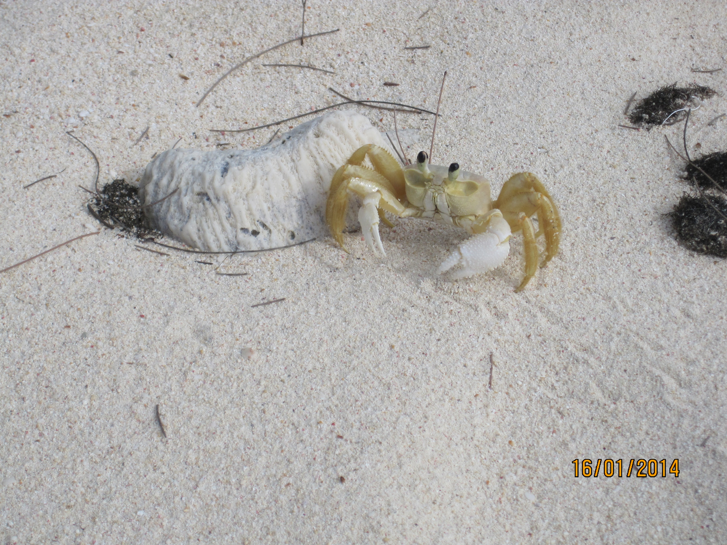 Landkrabbe am Seven Mile Beach (Grand Cayman)