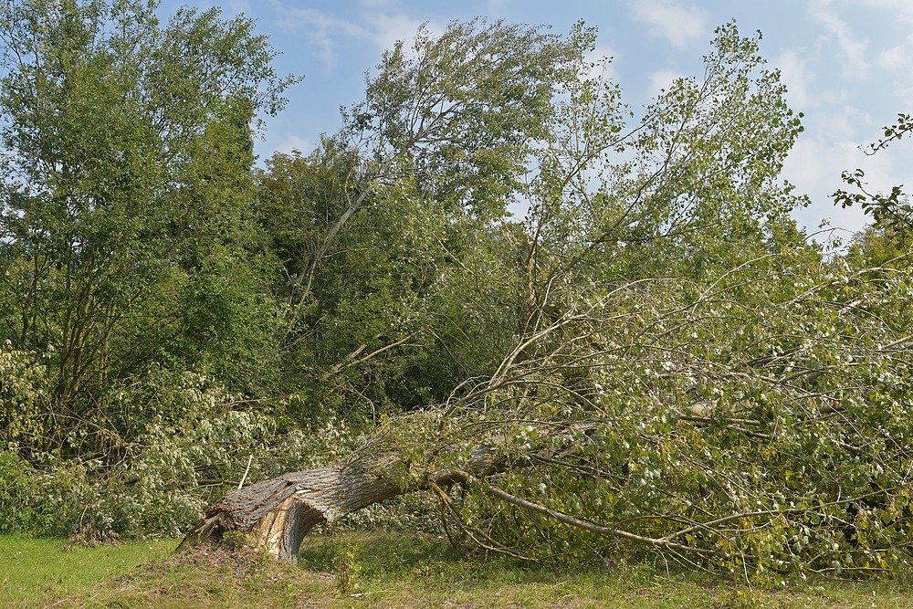 Landkreis Offenbach im August 2019: Sturmfolgen 01