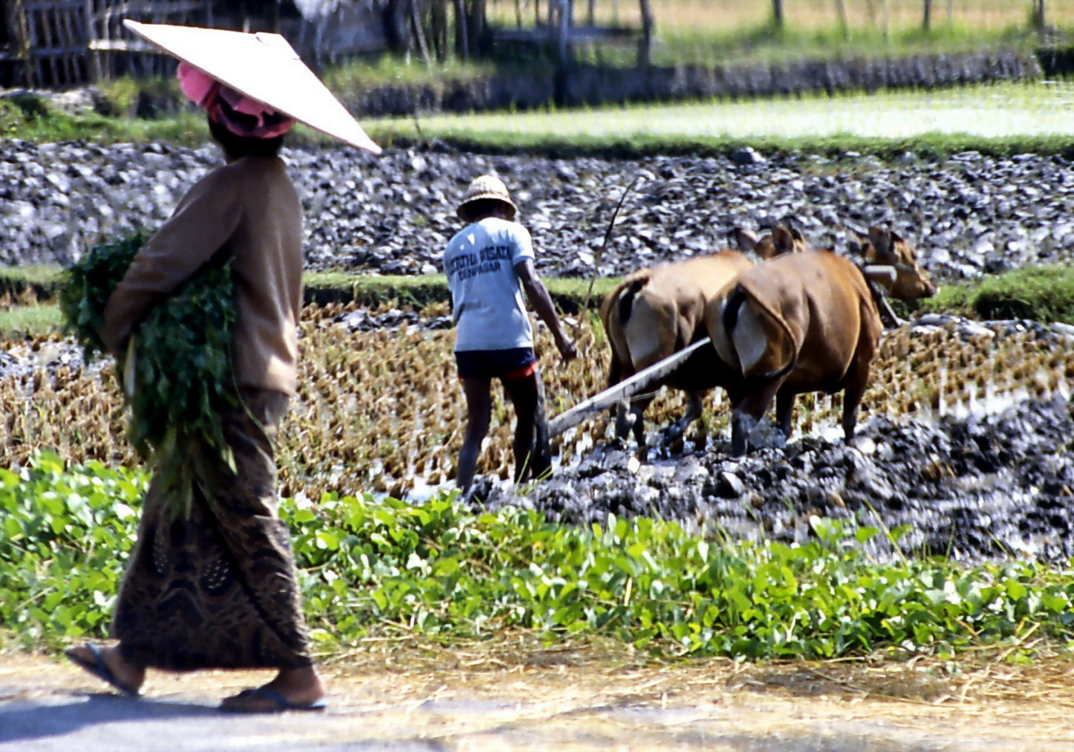 Landleben auf Bali