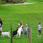 Landleben auf der Alm