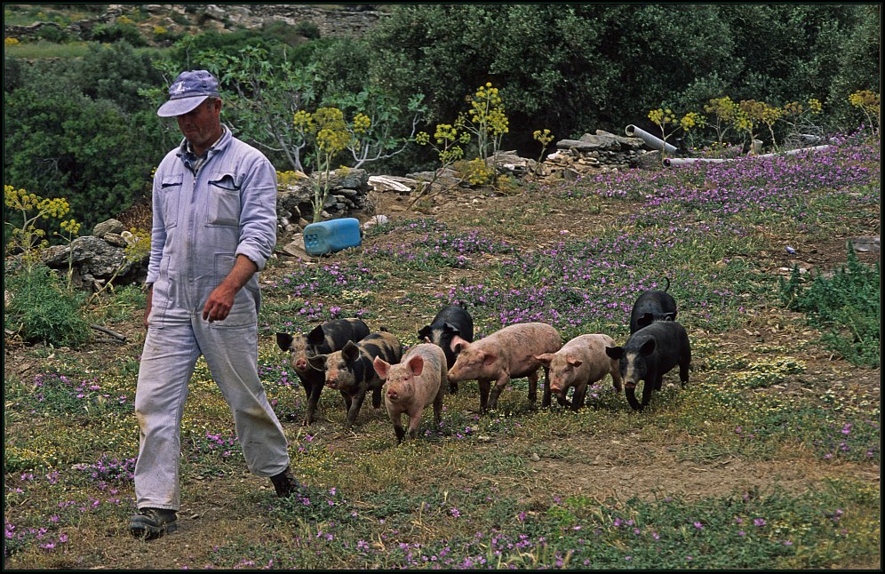 Landleben auf Sifnos...