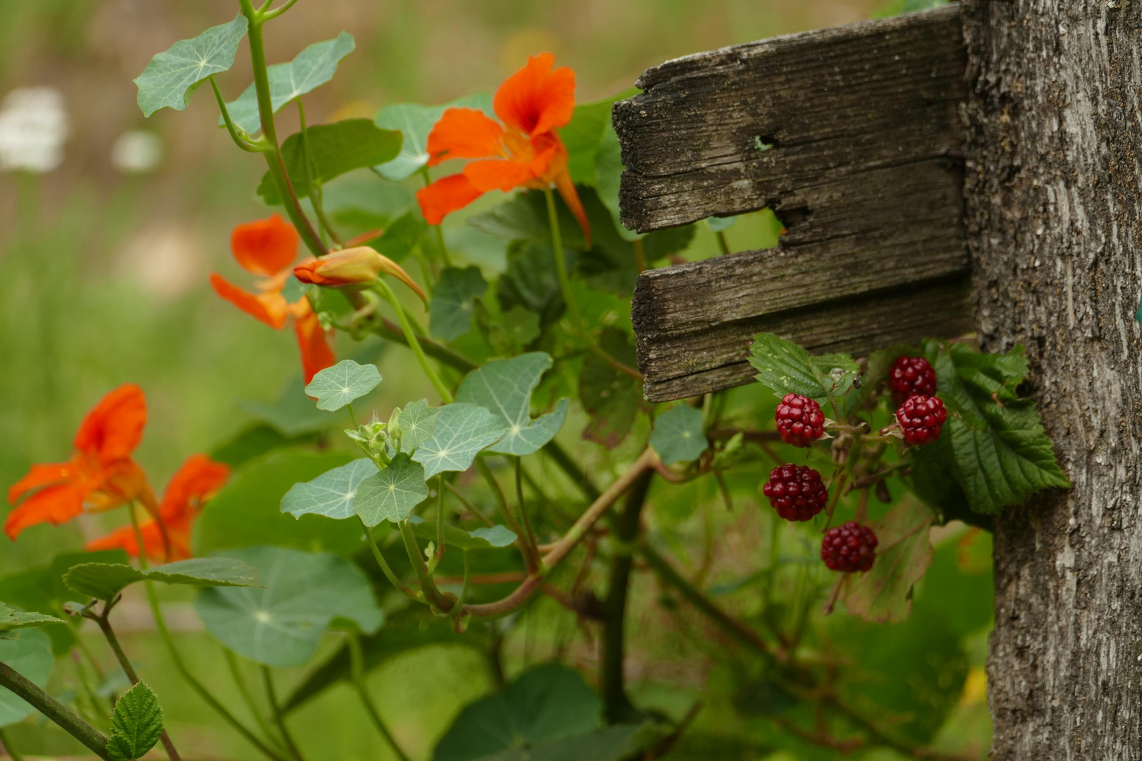 Landleben /Brett möchte Brombeeren 