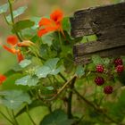 Landleben /Brett möchte Brombeeren 