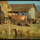 Landleben in Nyaung-Shwe, Lake Inle