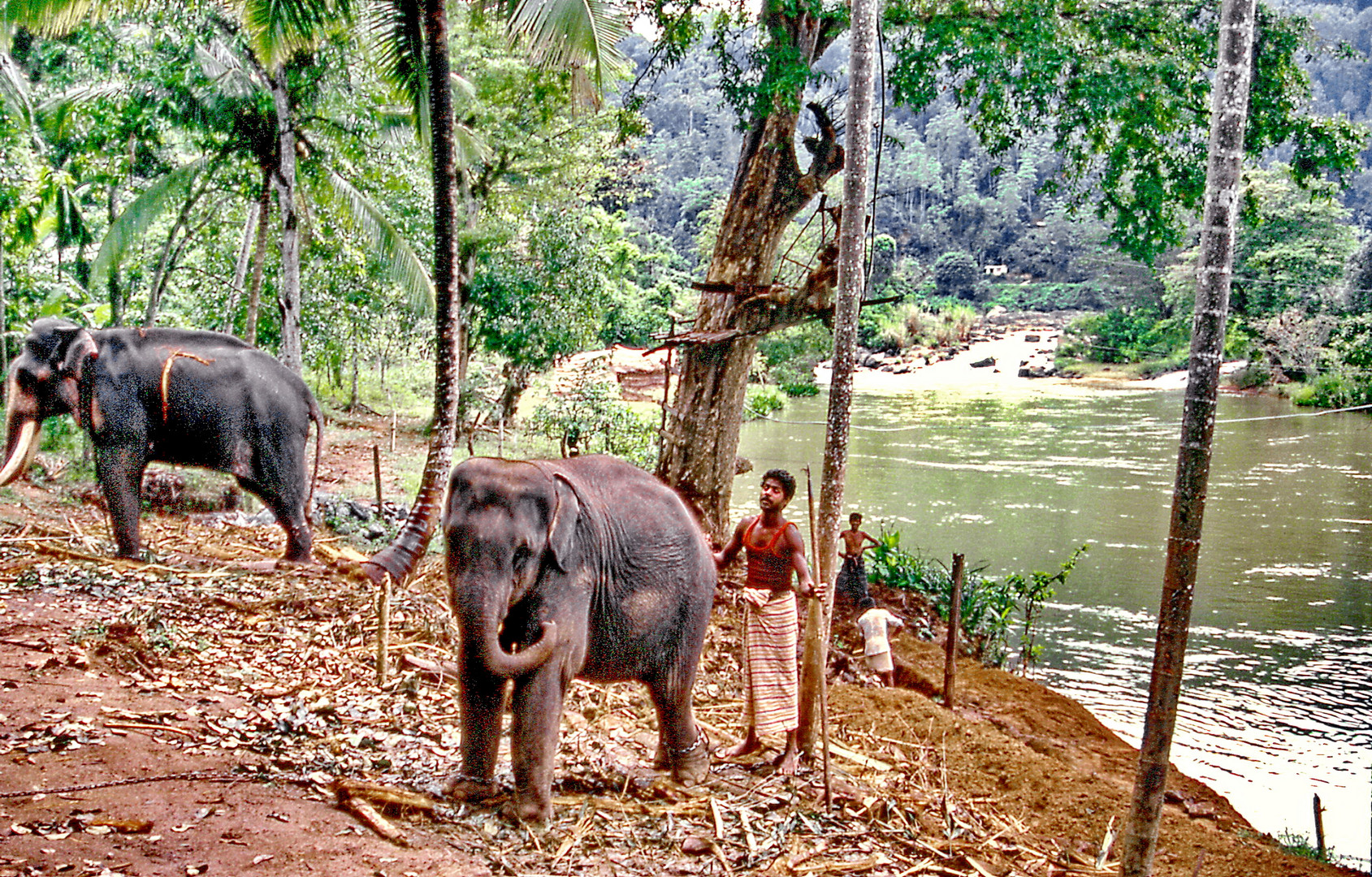 Landleben in Sri Lanka