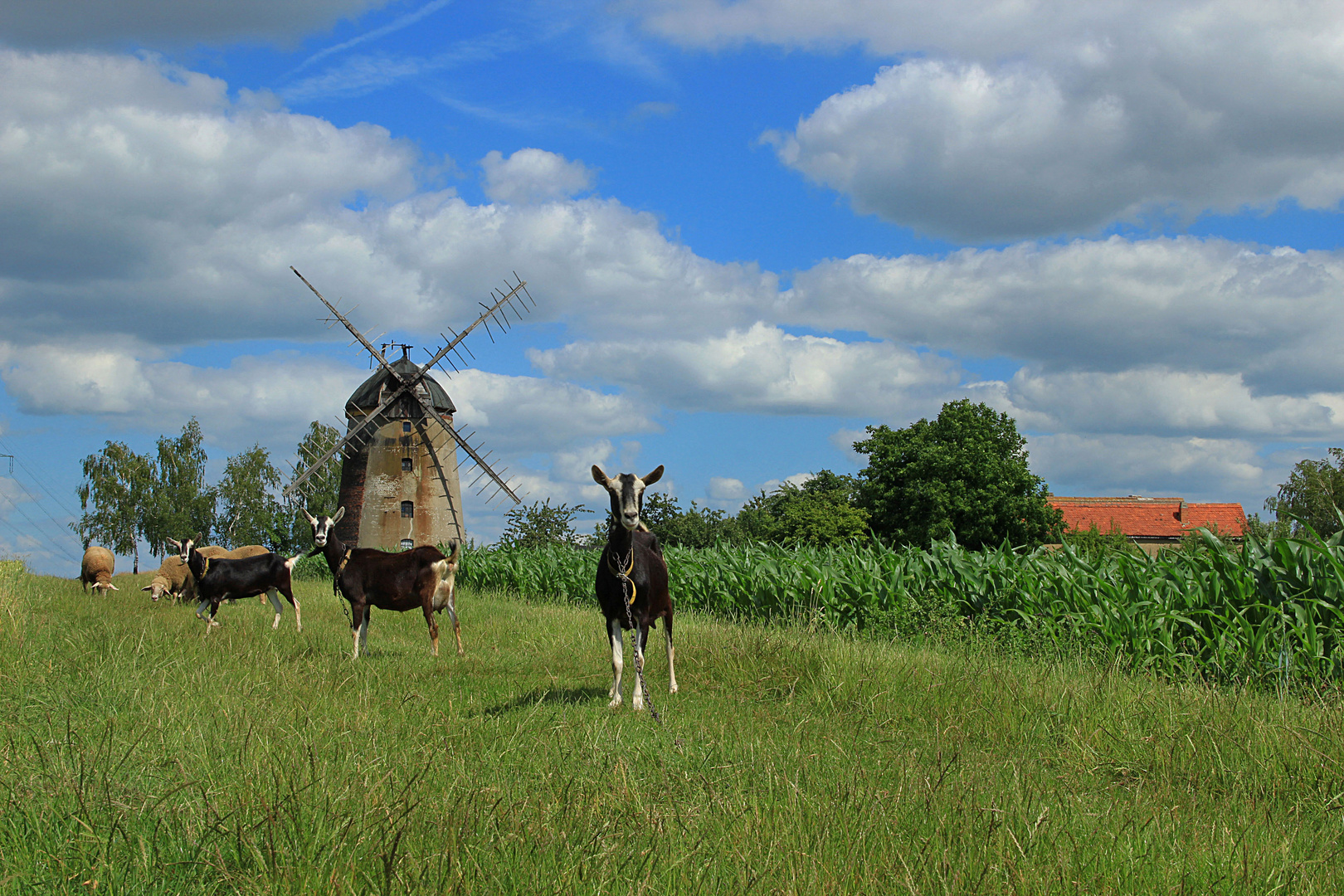 Landleben-Models