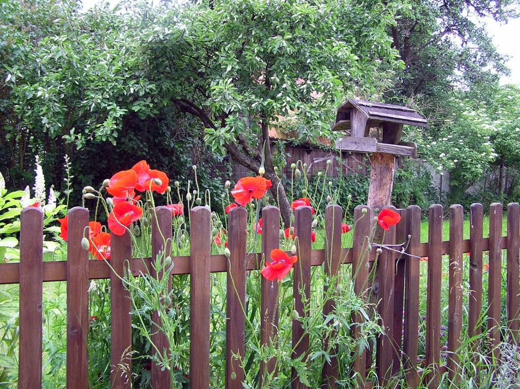 Landleben Mohn am Garten