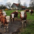 Landleben ... nicht weit von Stuttgart