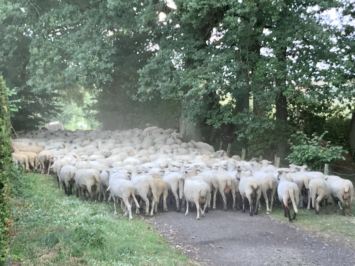 Landleben, Schafherde 