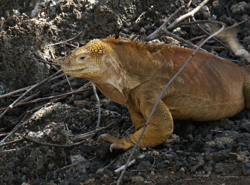 Landleguan