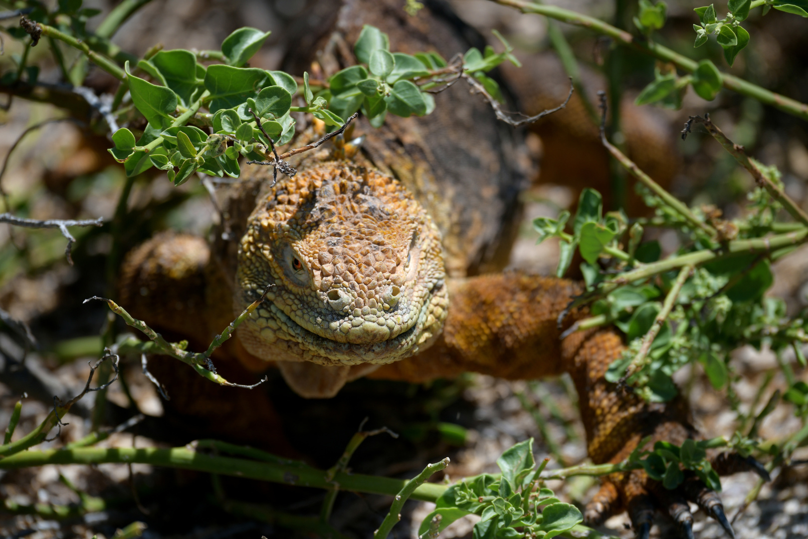 Landleguan 3