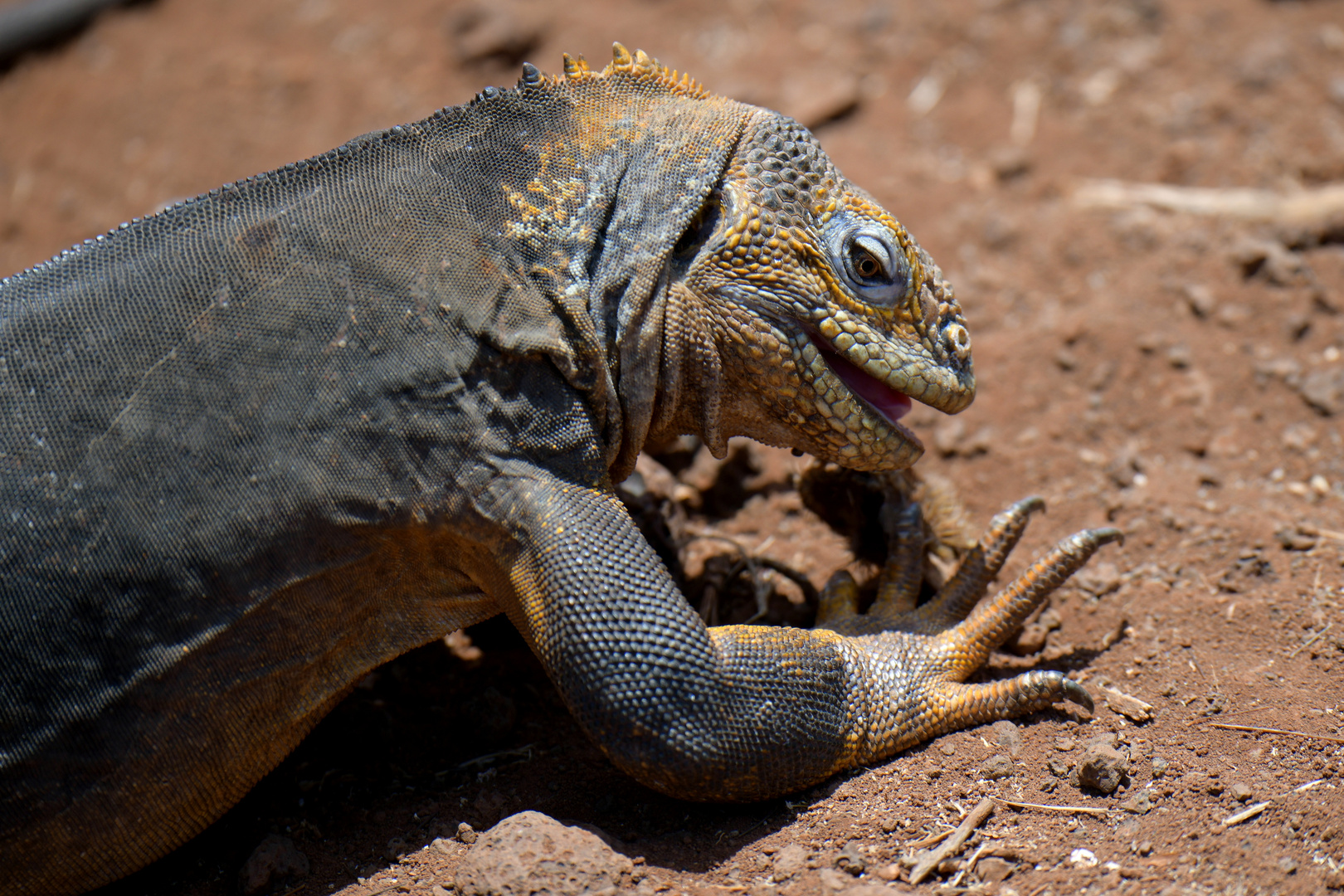 Landleguan 4