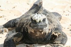 Landleguan auf der Insel Isabela