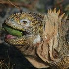 Landleguan auf der Insel Plaza