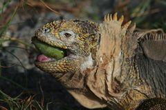 Landleguan auf der Insel Plaza