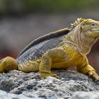 Landleguan auf Galapagos