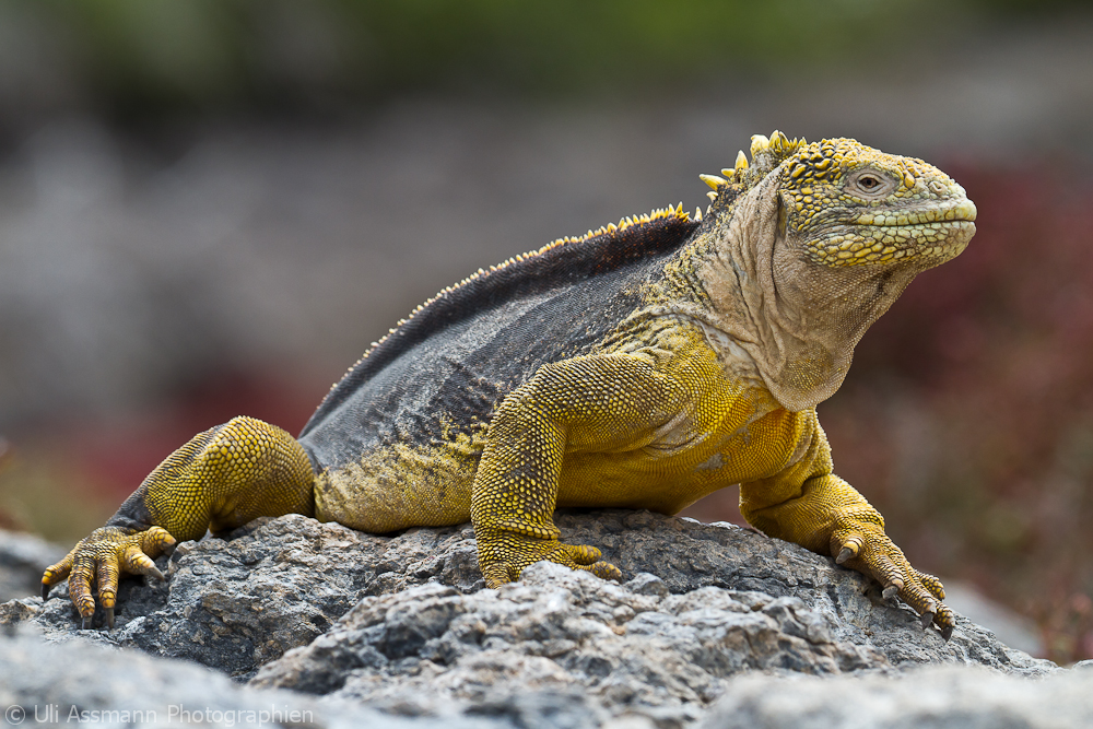Landleguan auf Galapagos Foto & Bild tiere, wildlife, galapagos