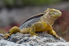 Landleguan auf Galapagos