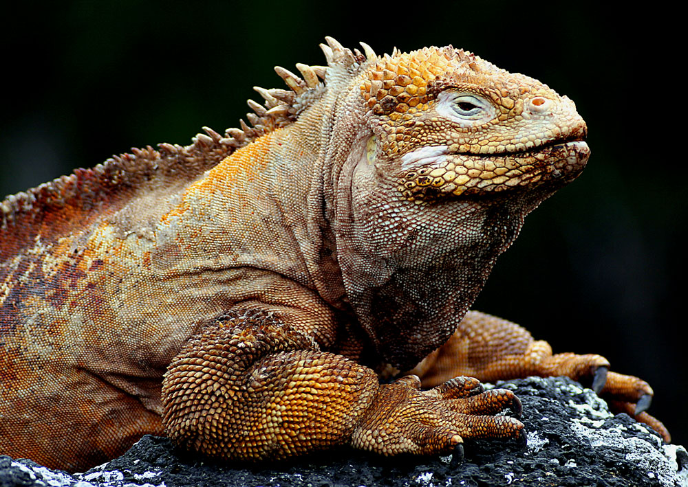 Landleguan auf Galapagos