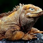 Landleguan auf Galapagos