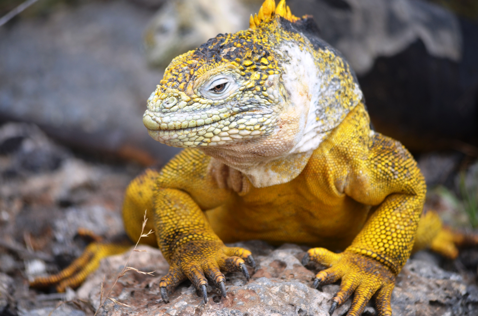 Landleguan auf Galapagos