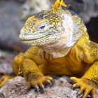 Landleguan auf Galapagos