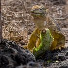 LANDLEGUAN