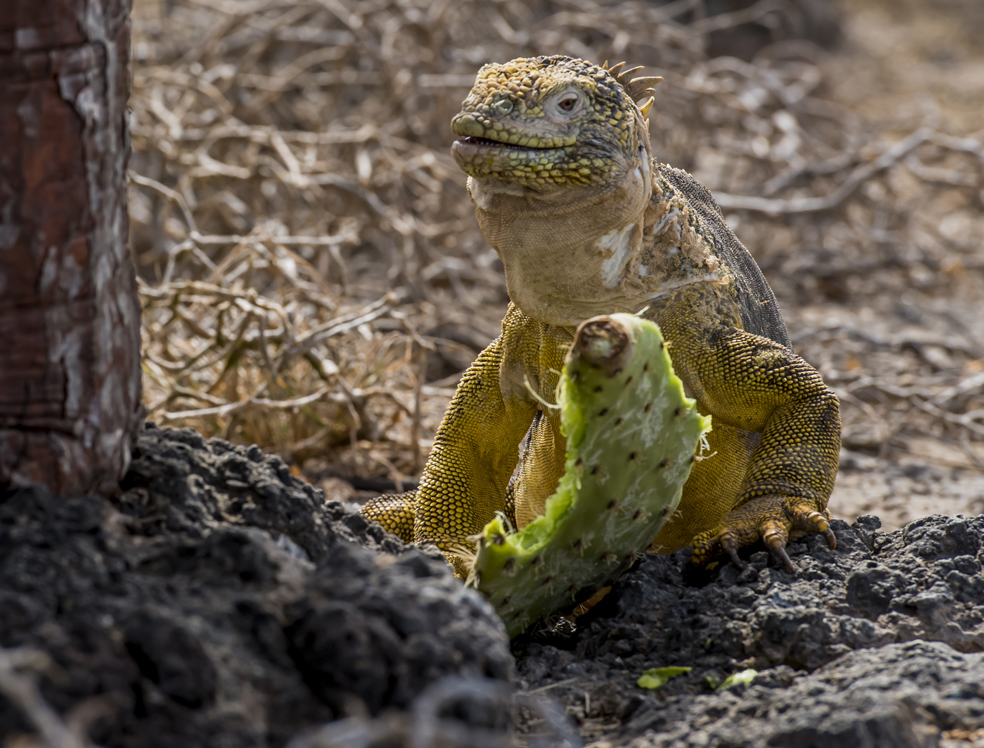 LANDLEGUAN