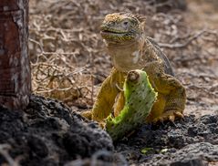 LANDLEGUAN