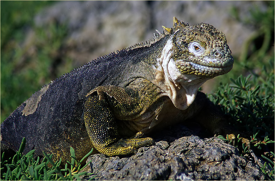 Landleguan