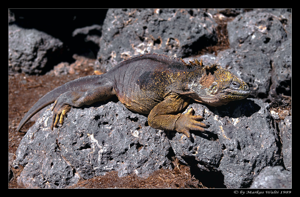 Landleguan