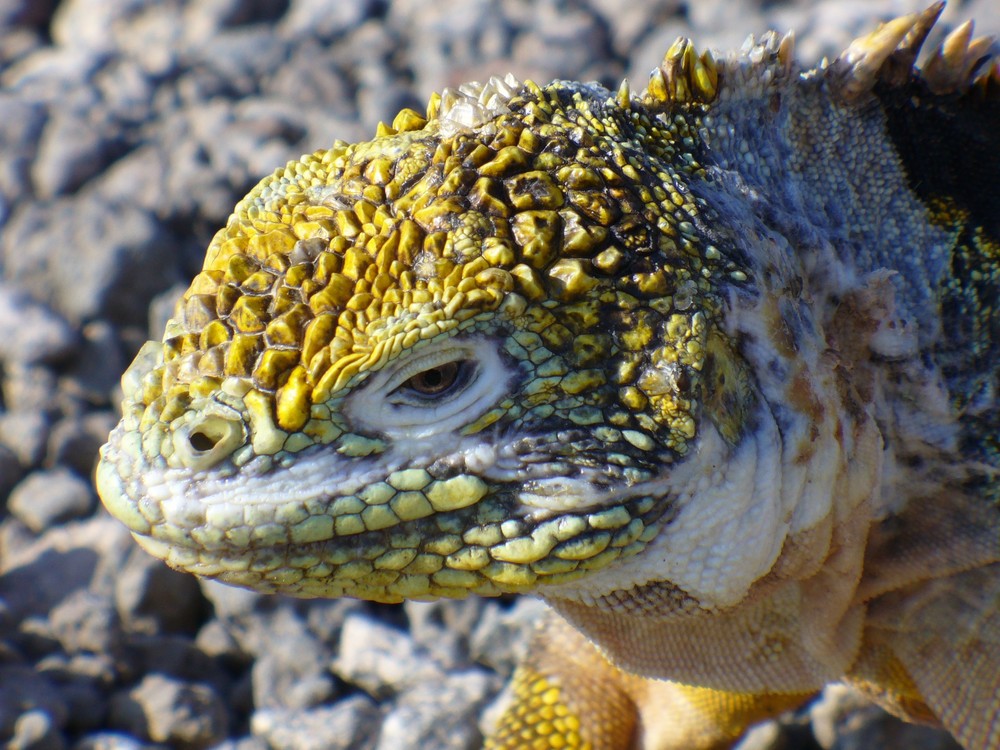 Landleguan (Galapagos)