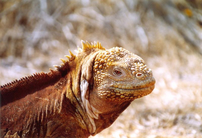 Landleguan - Isla Seymour Norte