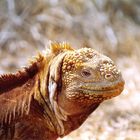 Landleguan - Isla Seymour Norte