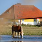 Landlich vor Max Taut Haus in Vitte 