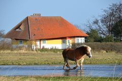 Landlich vor Max Taut Haus in Vitte 