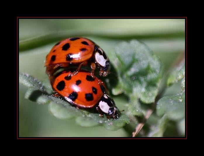 Landliebe