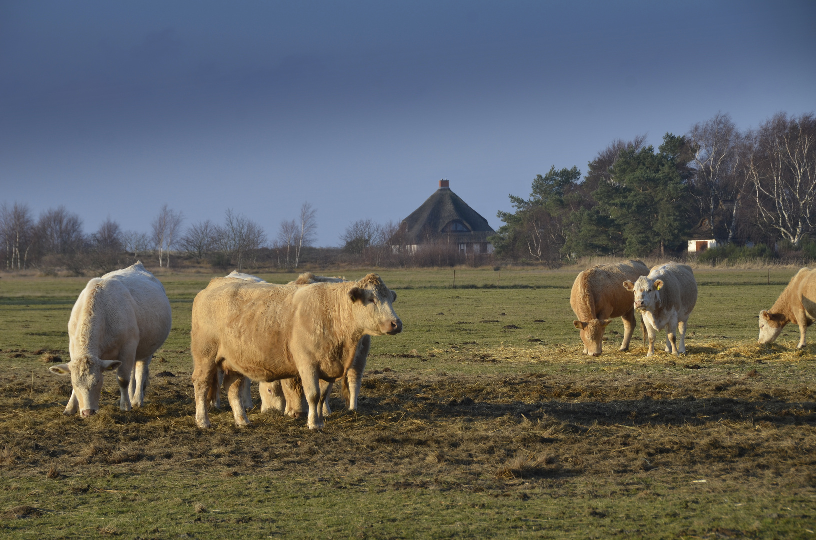 Landliebe Hiddensee 