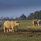 Landliebe Hiddensee 