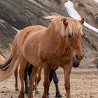 Landmannalaugar 4°C.,die Frisur sitzt