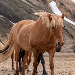 Landmannalaugar 4°C.,die Frisur sitzt