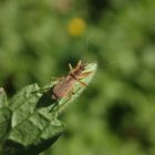 Landräuber (Nabis rugosus)