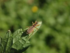 Landräuber (Nabis rugosus)