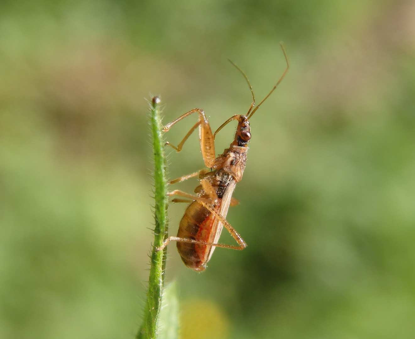 Landräuber (Nabis rugosus)