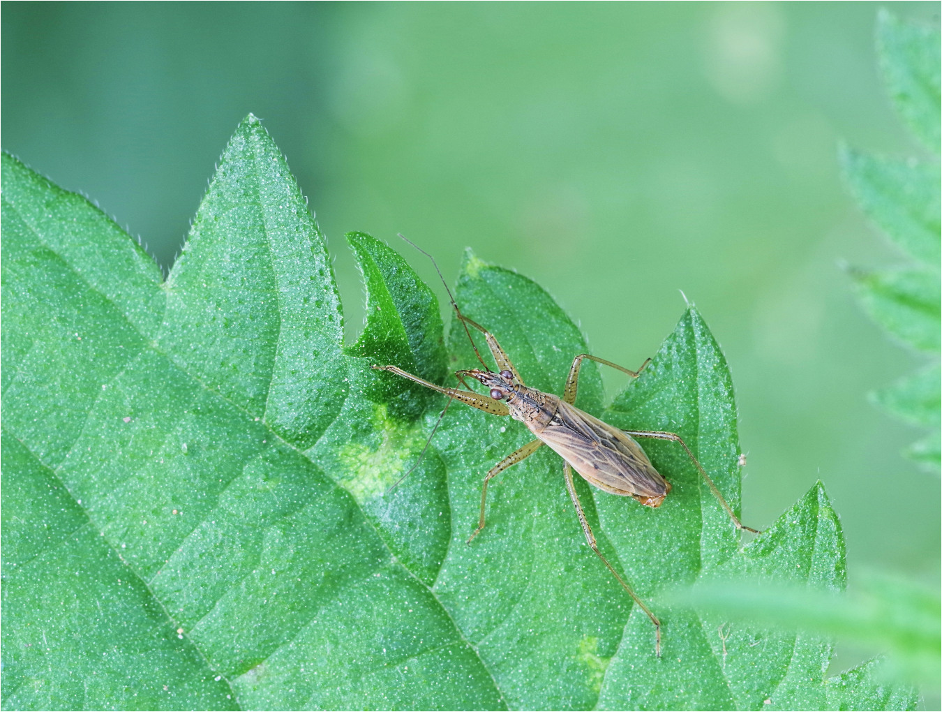 "Landräuber" (Nabis rugosus)