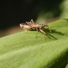 Landräuber (Nabis rugosus)